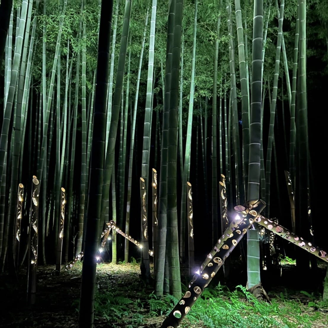 ライトアップ 竹林