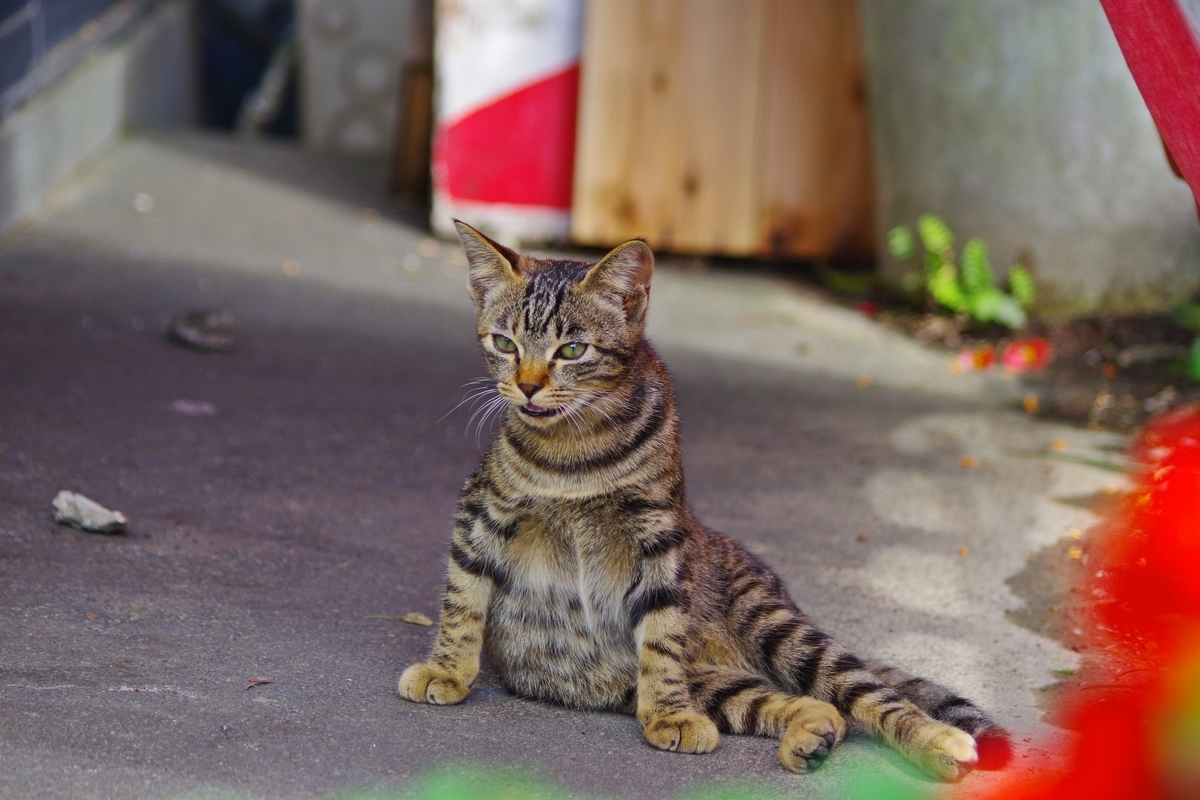 f:id:tabouaxela:20191101231835j:plain