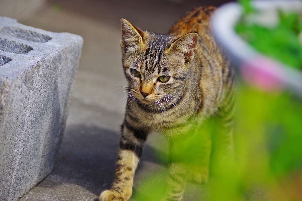 f:id:tabouaxela:20191101231855j:plain