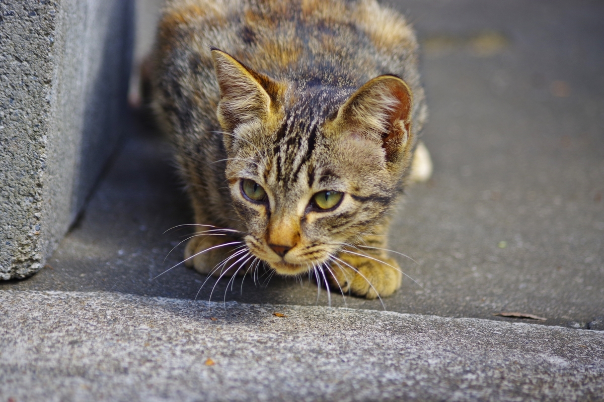 f:id:tabouaxela:20191101232058j:plain