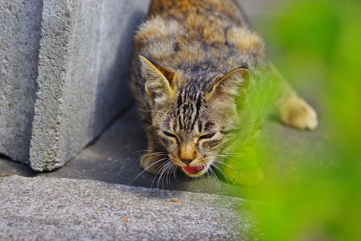 f:id:tabouaxela:20191101232220j:plain