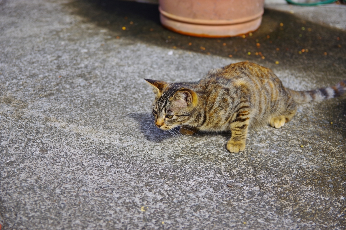 f:id:tabouaxela:20191101232435j:plain