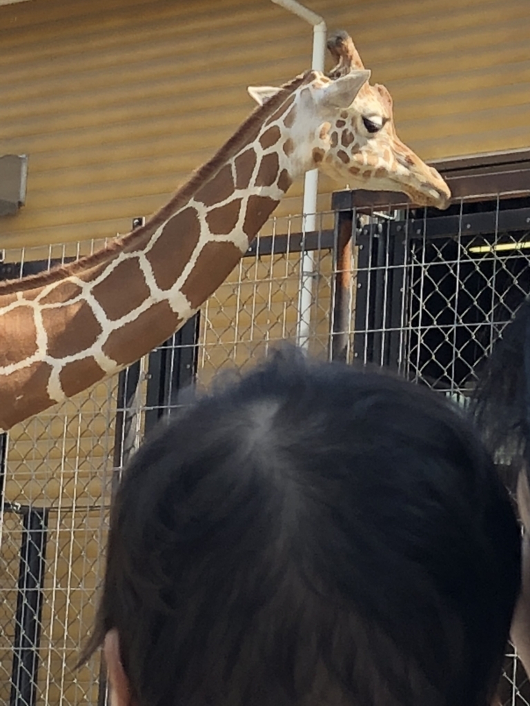 f:id:tabu1:20180503225548j:plain