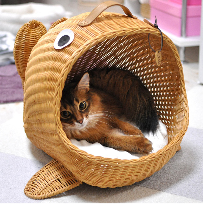 f:id:tabutiman2929:20191123152129p:plain