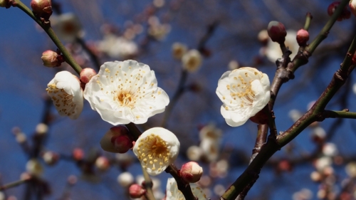 f:id:tach:20130217223429j:image