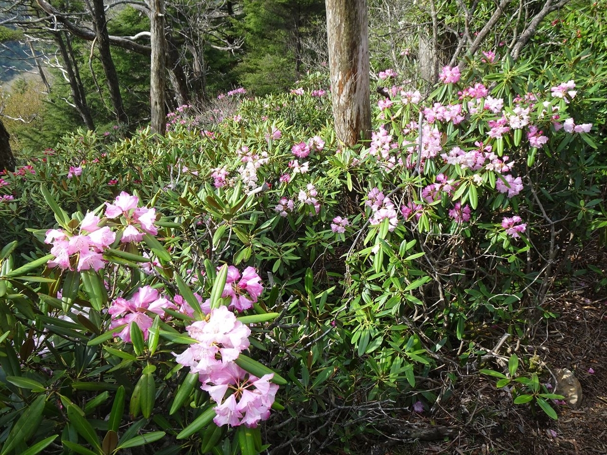 f:id:tachan_1994:20210524074938j:plain