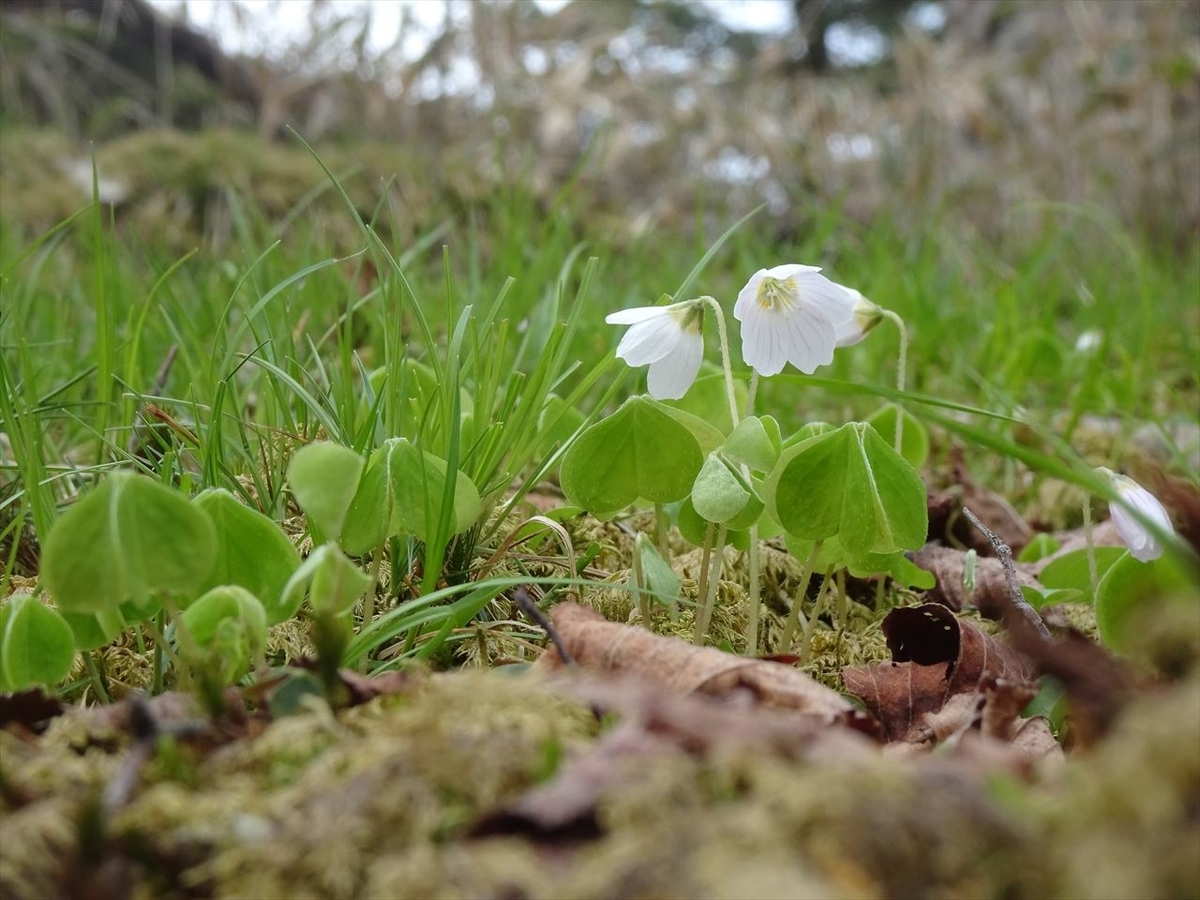 f:id:tachan_1994:20210524080132j:plain