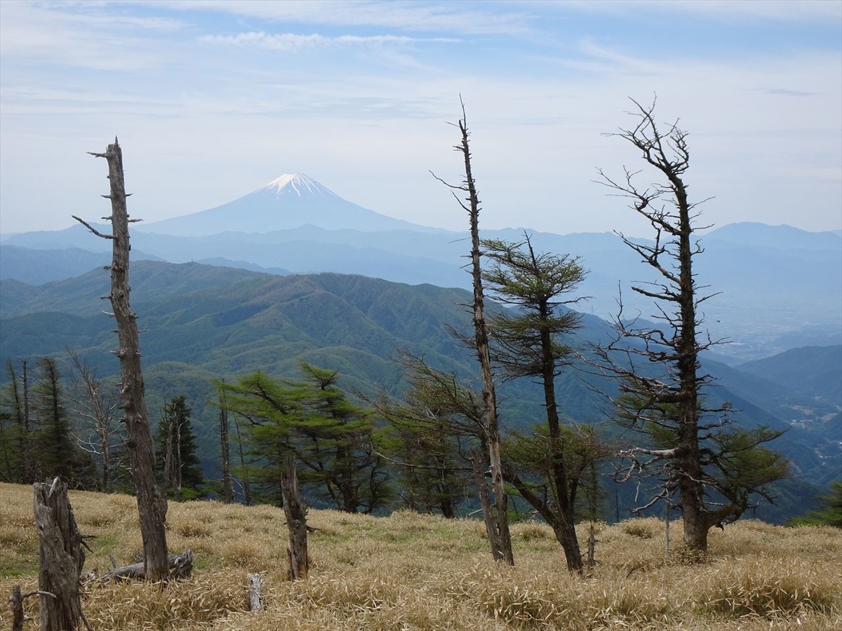 山政小山園　小倉山30g＊2 さみどり　30＊2 山政小山園抹茶小倉山【綠茶/ 宇治抹茶】
