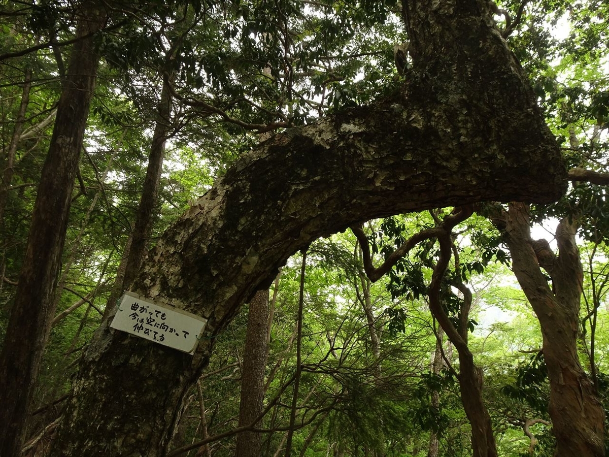 f:id:tachan_1994:20210524141402j:plain