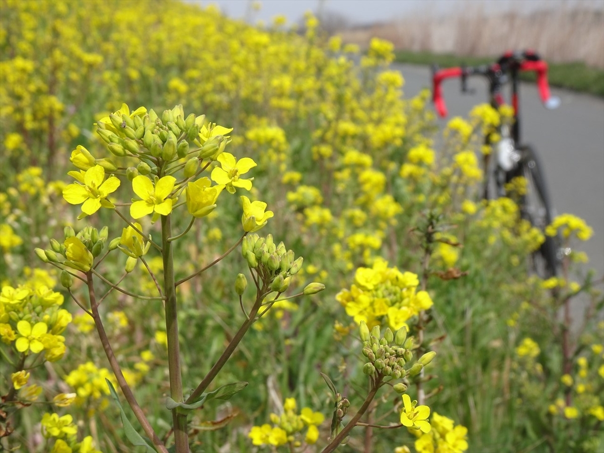 f:id:tachan_1994:20220313130818j:plain