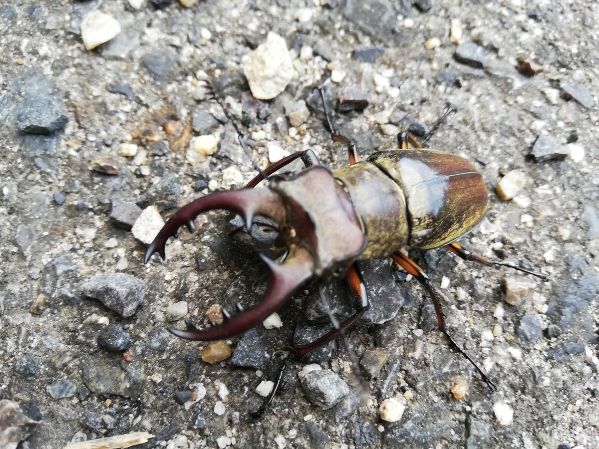 f:id:tachibanaaichi:20200824130240j:plain