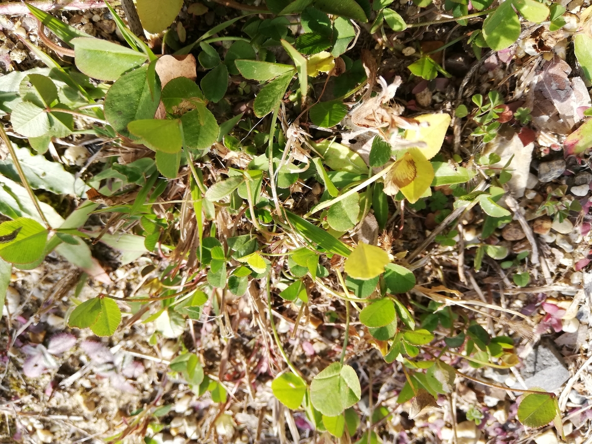 f:id:tachibanaaichi:20201210202917j:plain