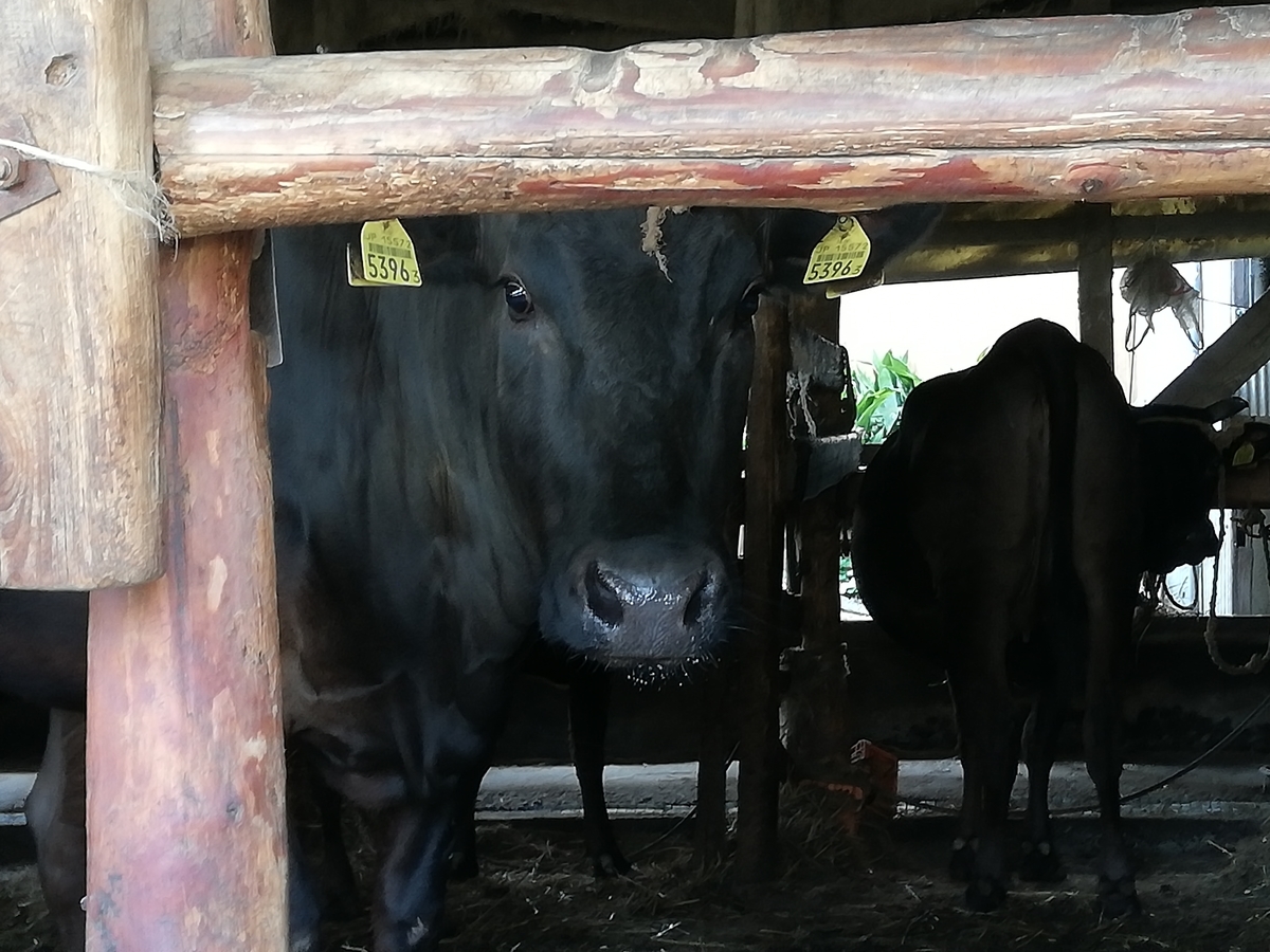 f:id:tachibanaaichi:20210513205345j:plain