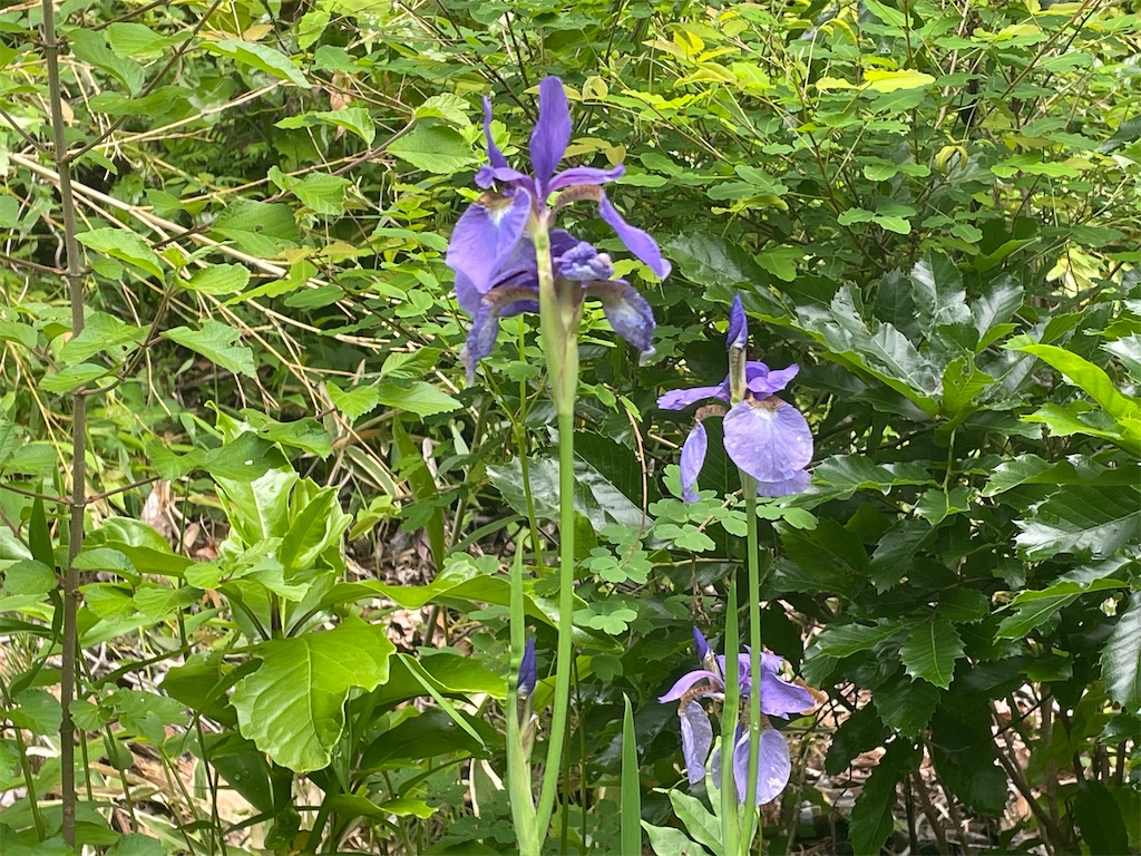 f:id:tachibanaaichi:20220521205251j:image