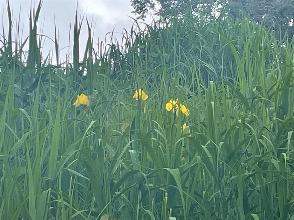 f:id:tachibanaaichi:20220524203337j:image