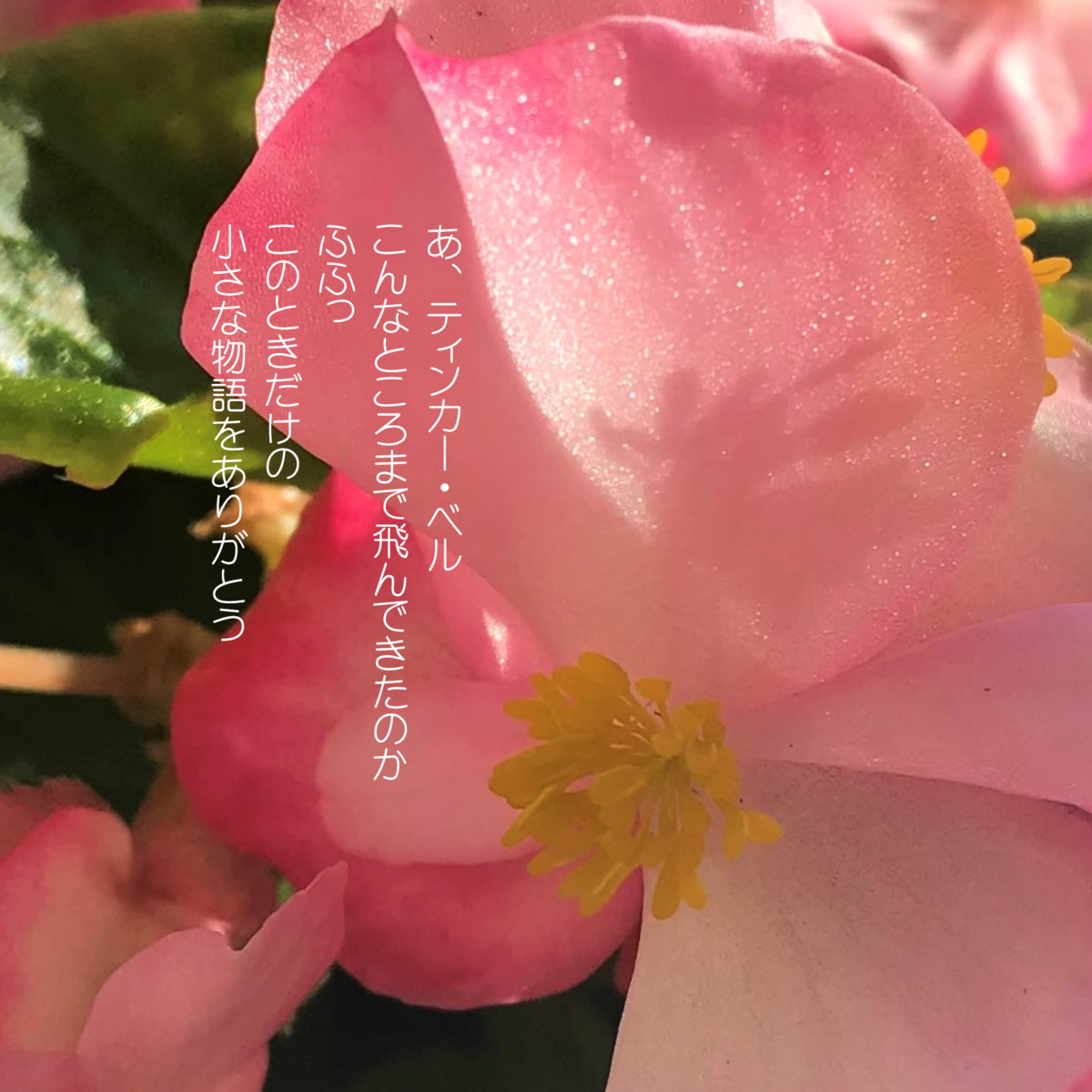 ティンカー ベル来たる モゴローなんちゃって日記
