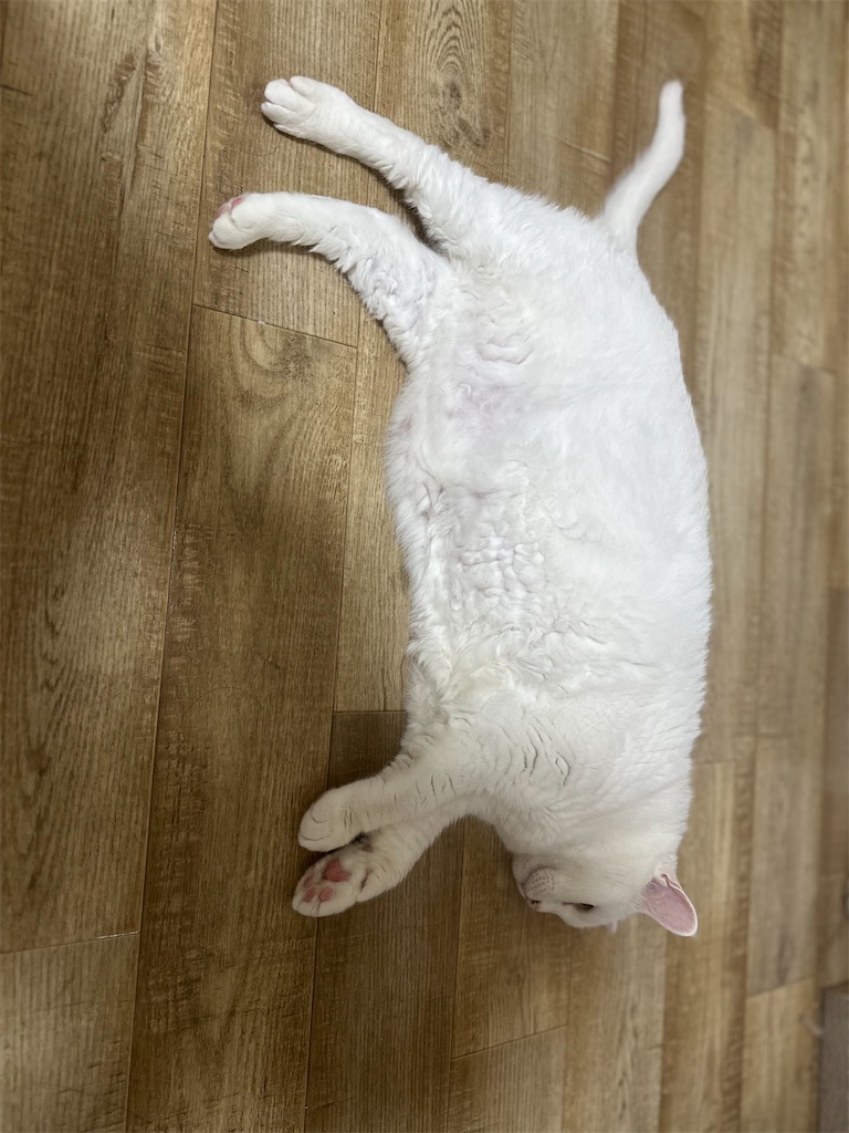 f:id:tachikunkun:20250801230559j:image