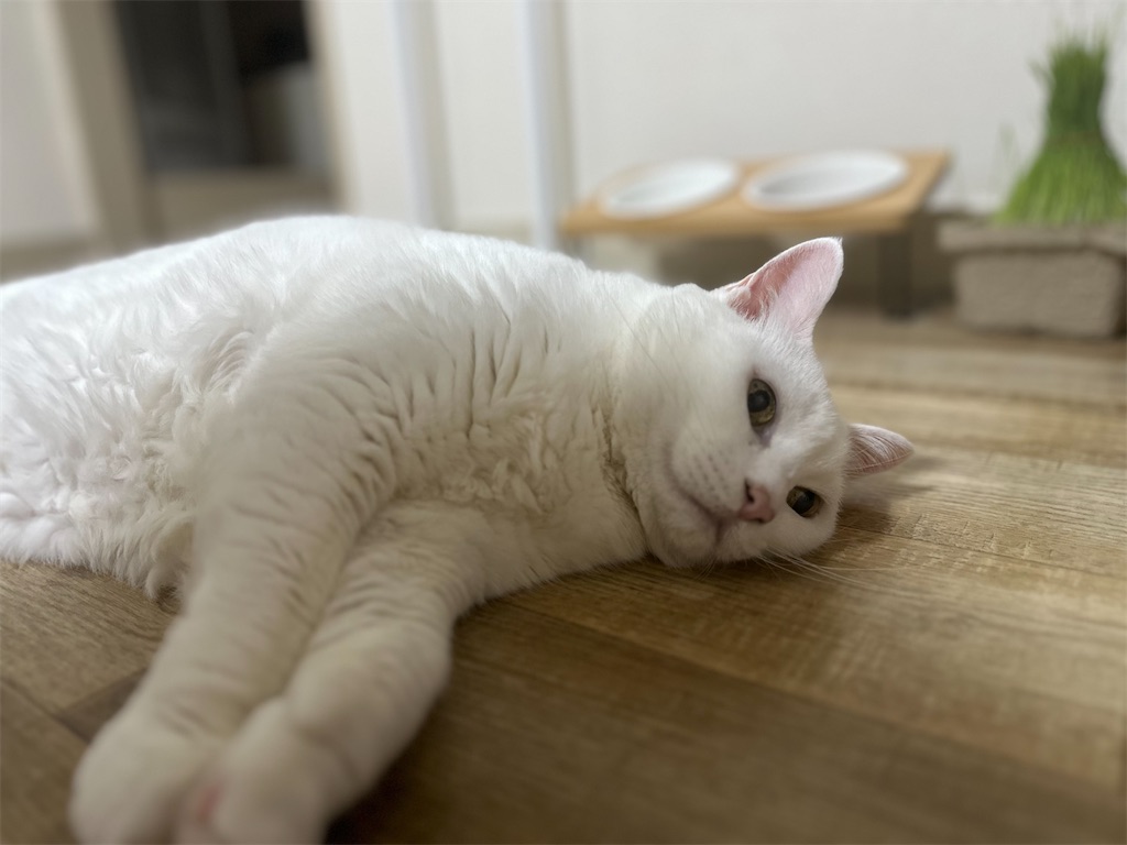 f:id:tachikunkun:20250801231348j:image