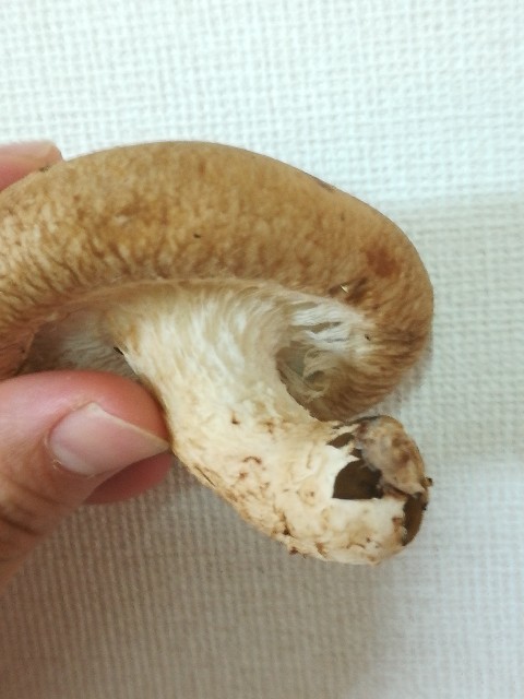 椎茸の軸は実は絶品という話 Sosolu ソソル たち耳ぶろぐ