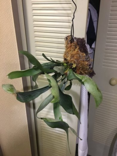 基本のビカクシダ ビフルカツム Atsuta Bar