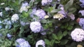 f:id:tack101140:20100623115037j:image:medium:left f:id:tack101140:20100623115037j:image:medium:left