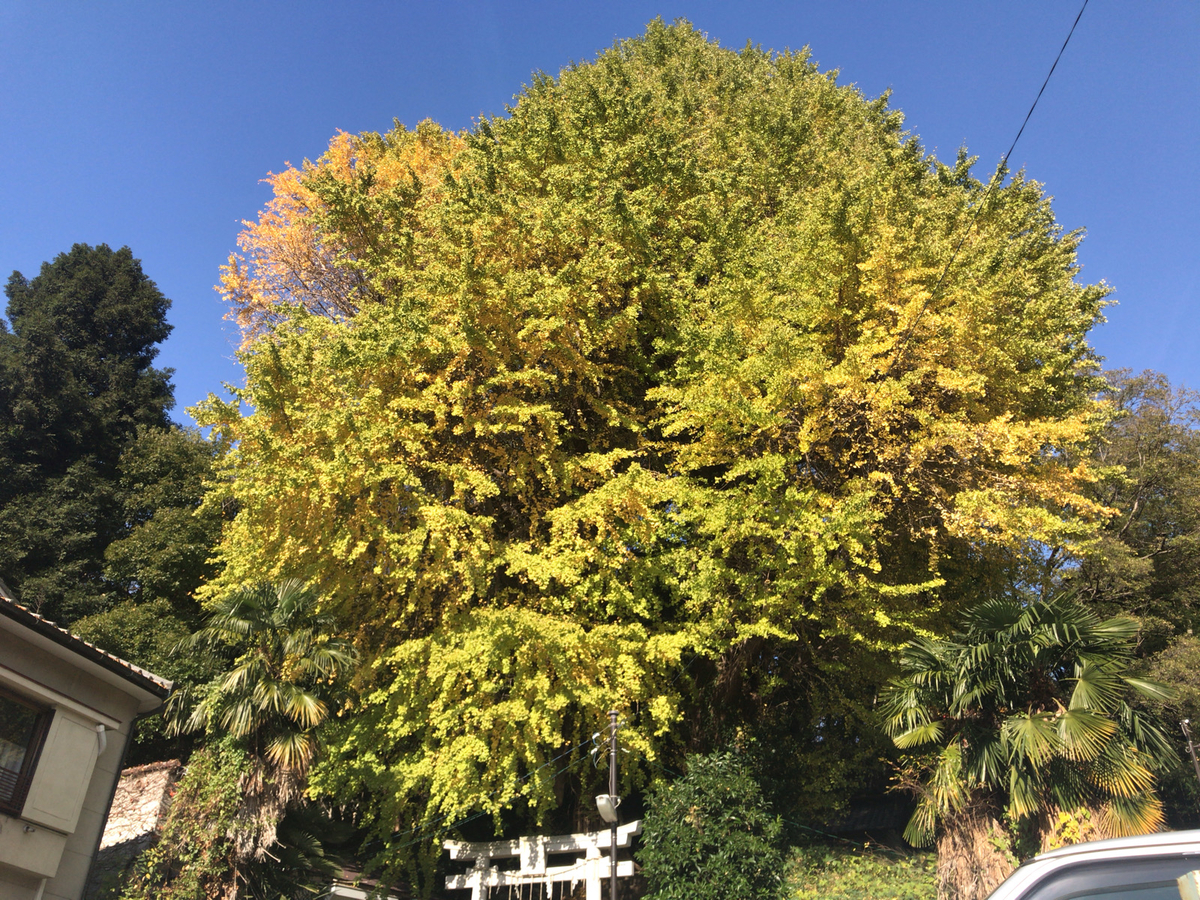 f:id:tacokun:20201130124106j:plain