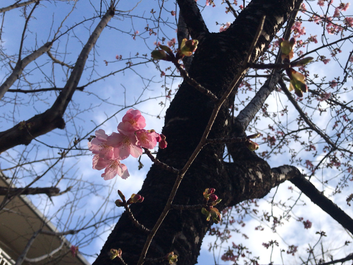 f:id:tacokun:20220224082140j:plain