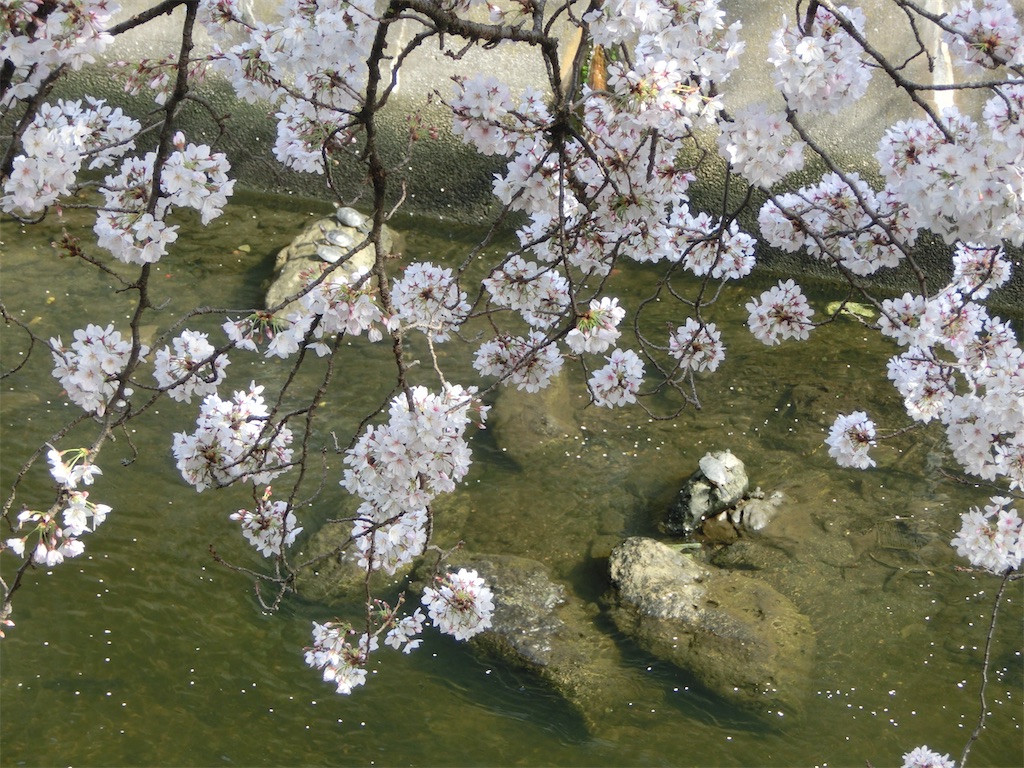 f:id:tacokun:20220331185159j:image f:id:tacokun:20220331185159j:image