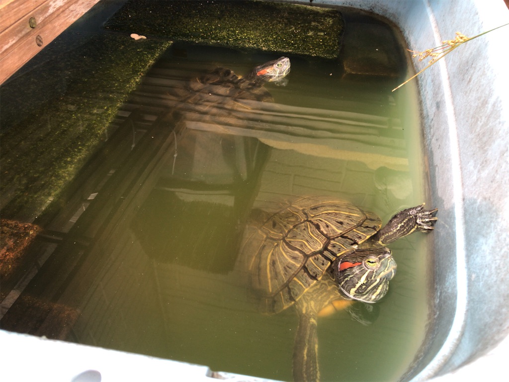 f:id:tacokun:20220609081441j:image f:id:tacokun:20220609081441j:image