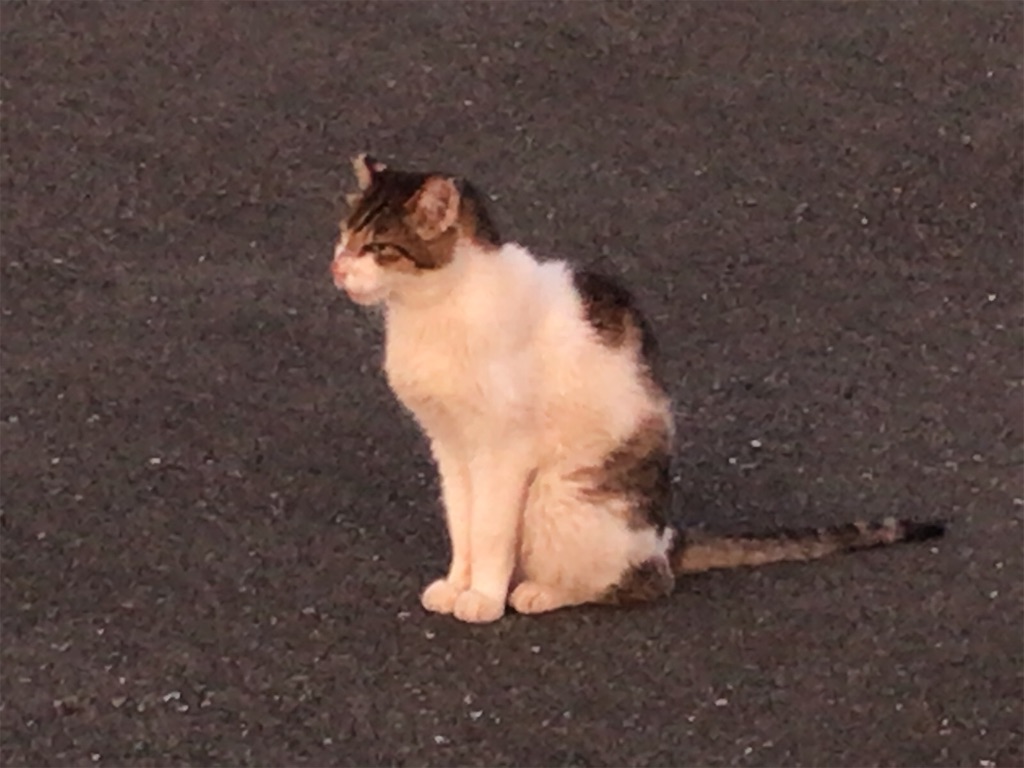 f:id:tacokun:20220809101012j:image f:id:tacokun:20220809101012j:image