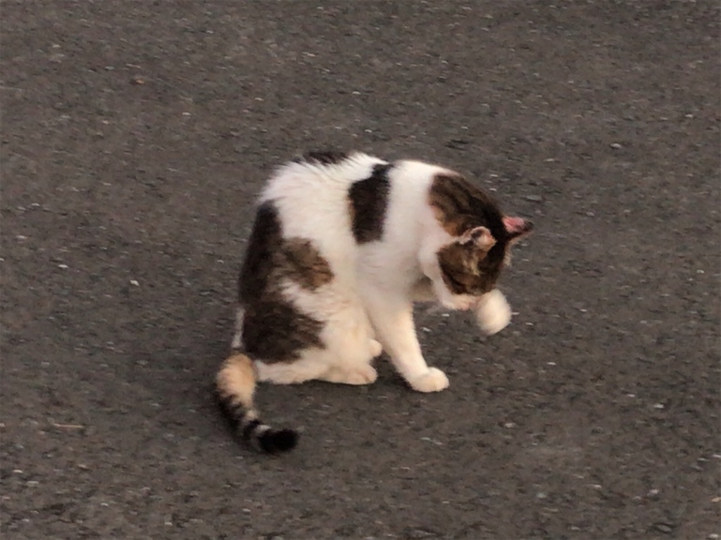 f:id:tacokun:20220819074154j:image f:id:tacokun:20220819074154j:image