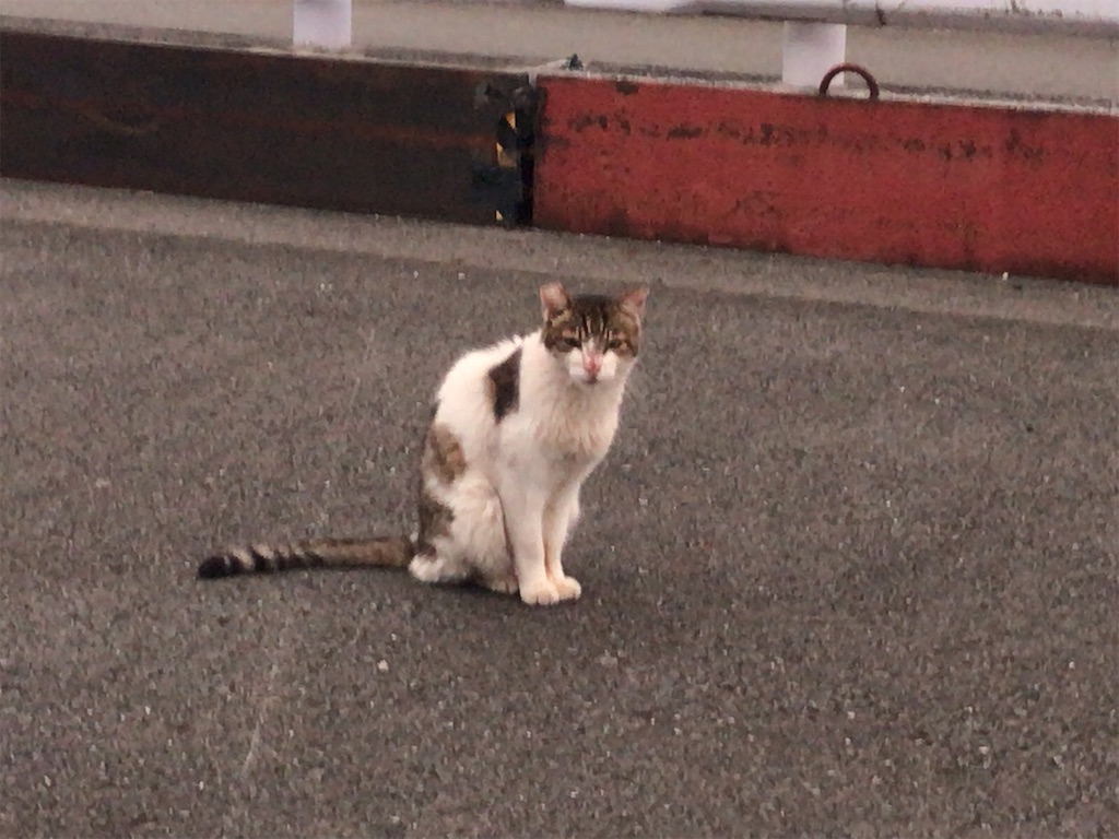 f:id:tacokun:20220823072937j:image