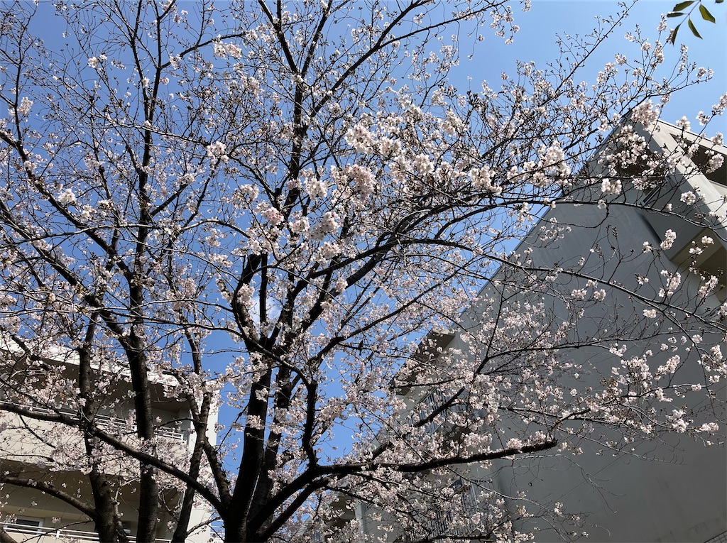 f:id:tacokun:20260329030041j:image