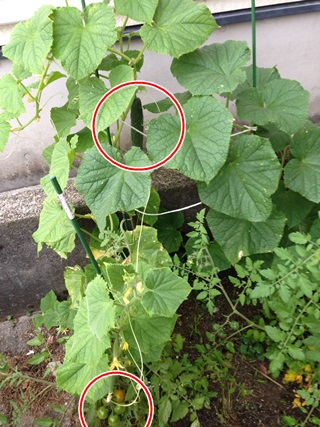 f:id:tadabito:20140717001231j:plain f:id:tadabito:20140717001231j:plain
