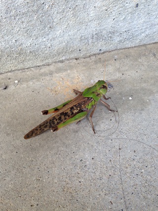 f:id:tadabito:20140905011017j:plain f:id:tadabito:20140905011017j:plain