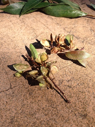 f:id:tadabito:20141021233610j:plain f:id:tadabito:20141021233610j:plain