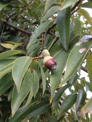 f:id:tadabito:20141202034057j:plain