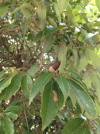 f:id:tadabito:20141202034714j:plain