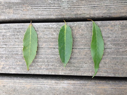 f:id:tadabito:20141202034924j:plain