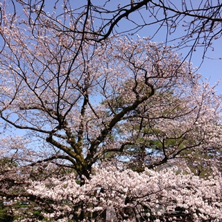 f:id:tadabito:20150405142815j:plain