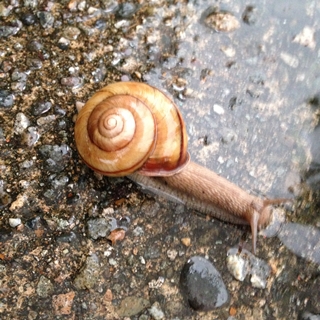 f:id:tadabito:20150521081736j:plain