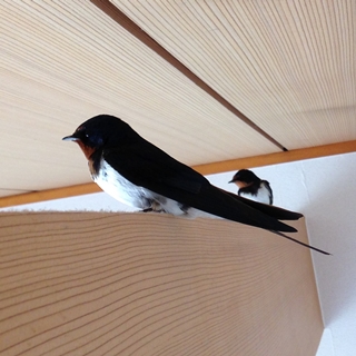 f:id:tadabito:20150524153315j:plain f:id:tadabito:20150524153315j:plain