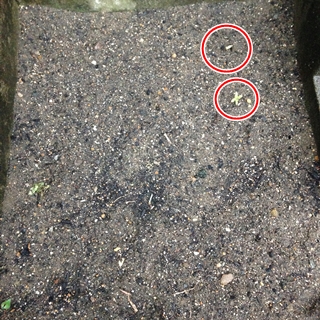 f:id:tadabito:20150606060914j:plain f:id:tadabito:20150606060914j:plain