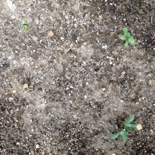 f:id:tadabito:20150609004004j:plain