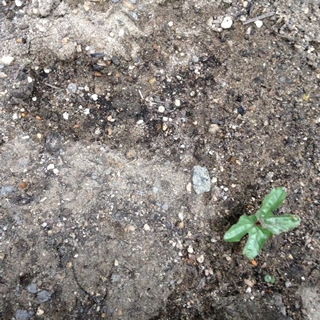 f:id:tadabito:20150609005748j:plain