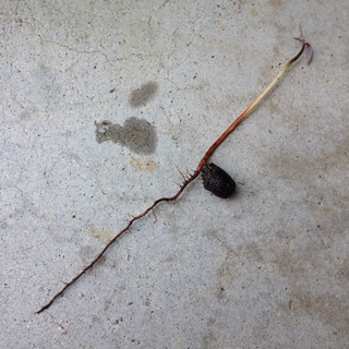 f:id:tadabito:20150719113139j:plain f:id:tadabito:20150719113139j:plain