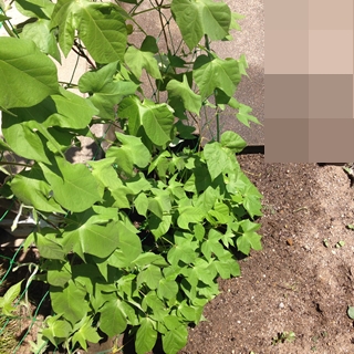 f:id:tadabito:20150726055441j:plain f:id:tadabito:20150726055441j:plain
