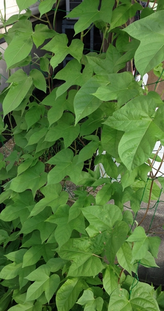 f:id:tadabito:20150729055428j:plain f:id:tadabito:20150729055428j:plain