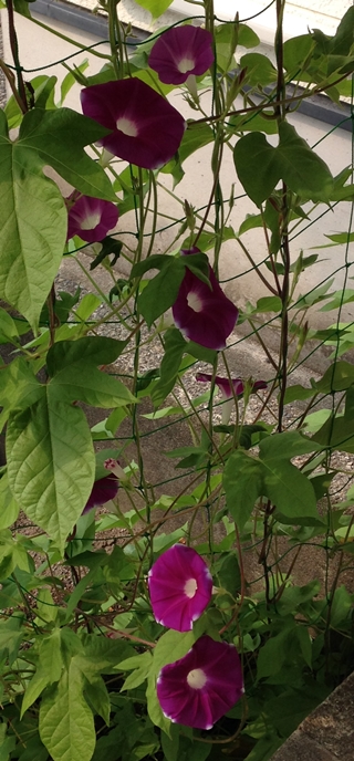 f:id:tadabito:20150810030751j:plain