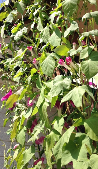 f:id:tadabito:20150810030813j:plain